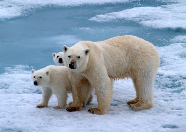 polar_bear_and_cubs