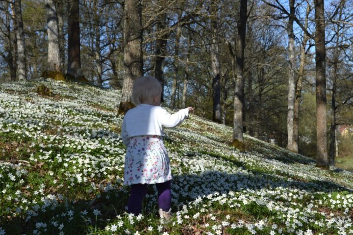 vitsippebacken 7e maj 2016 (2)